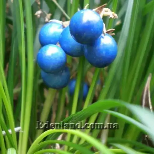 Изображение Офиопогон японский - Ophiopogon japonicus