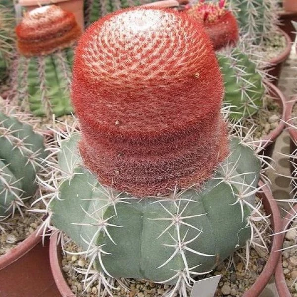 Мелокактус Нері - Melocactus neryi