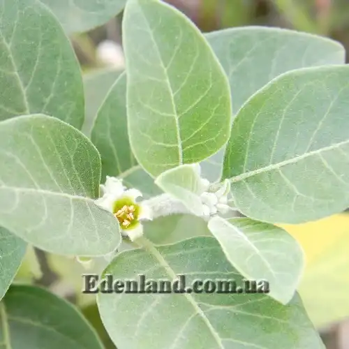 Зображення листя та квіти