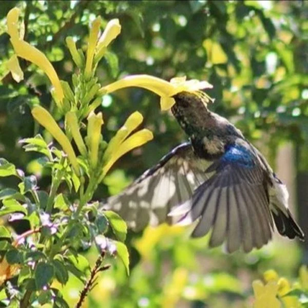 Изображение Текомария капская  - Tecomaria capensis