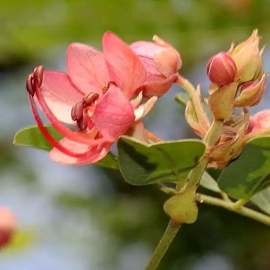 Изображение цветок