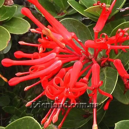 Изображение цветы