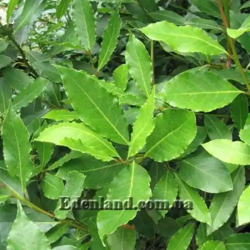 Зображення Лавр благородний - Laurus nobilis