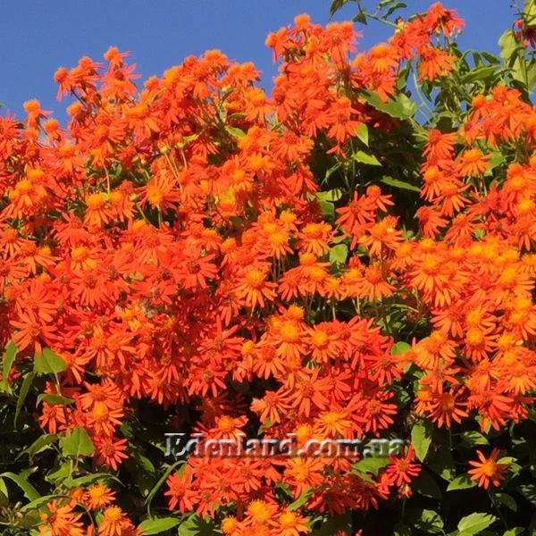 Изображение цветение