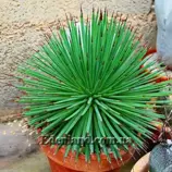 Изображение Агава прямая - Agave stricta