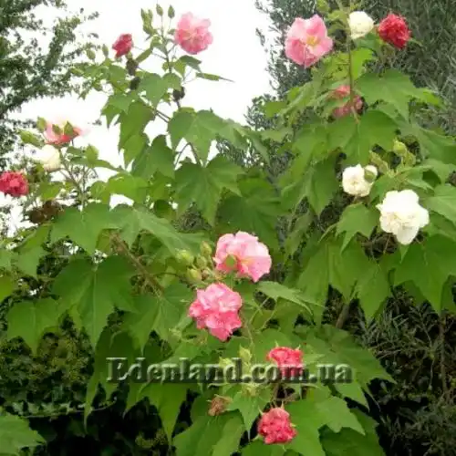 Зображення Гібіскус мінливий - Hibiscus mutabilis