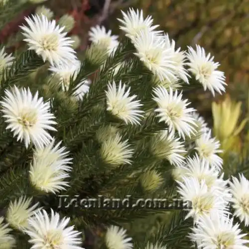 Изображение Филика пернатая - Phylica plumose 