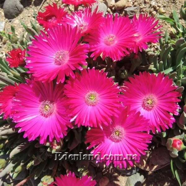 Изображение Цефалофиллум Альстона  - Cephalophyllum alstonii