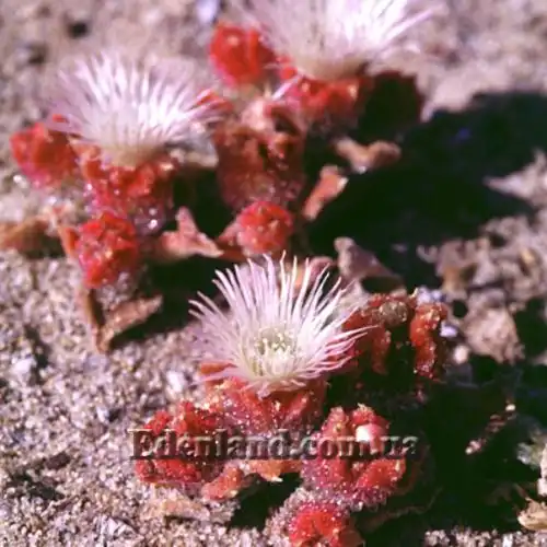 Изображение Мезембриантемум хрустальный - Mesembryanthemum crystallinum