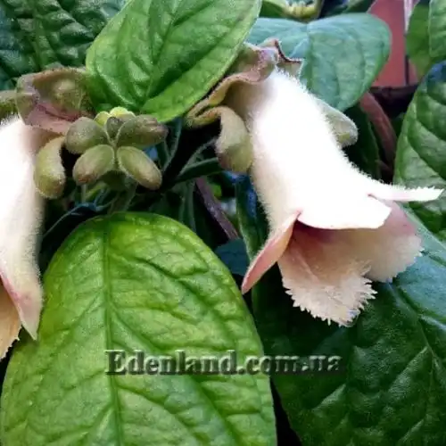 Изображение Дримония аллоплектусовидная - Drymonia alloplectoides