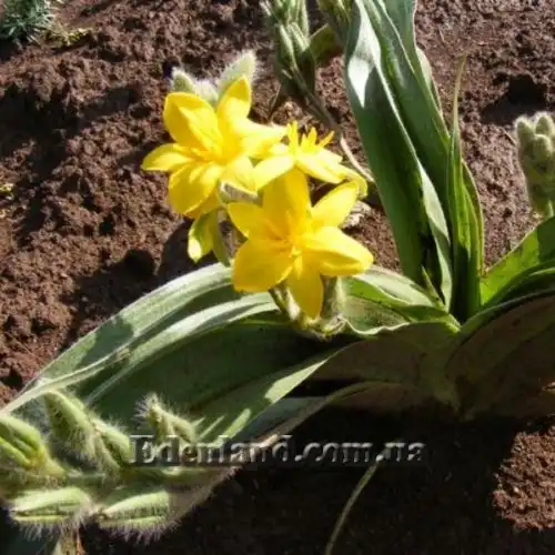 Изображение Гипоксис гемерокаллисовидный - Hypoxis hemerocallidea