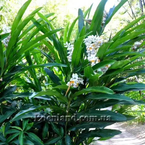 Изображение Альпиния малаккская - Alpinia malaccensis