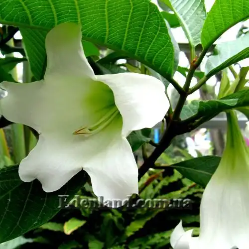 Изображение цветок