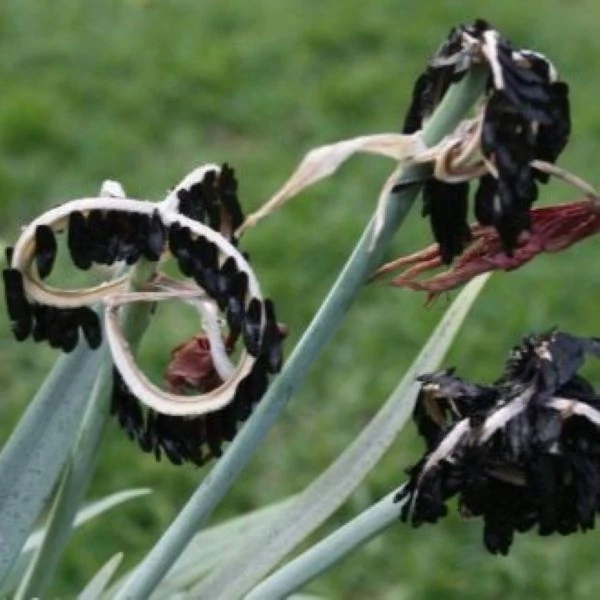 Изображение созревают семена