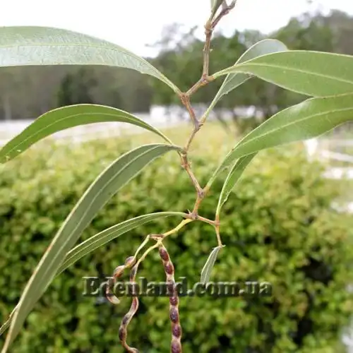 Изображение Акация крупножелезчатая - Acacia macradenia