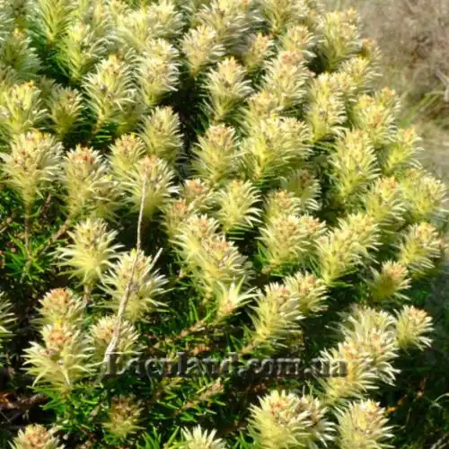 Изображение Филика пернатая - Phylica plumose 