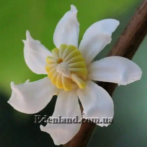 Изображение цветок