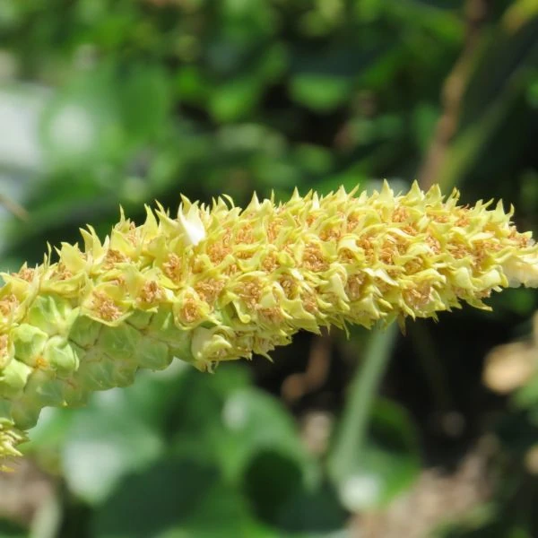 Зображення Алагоптера піщана - Allagoptera arenaria 