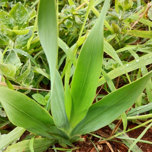 Зображення Гладіолус Еклона - Gladiolus ecklonii 