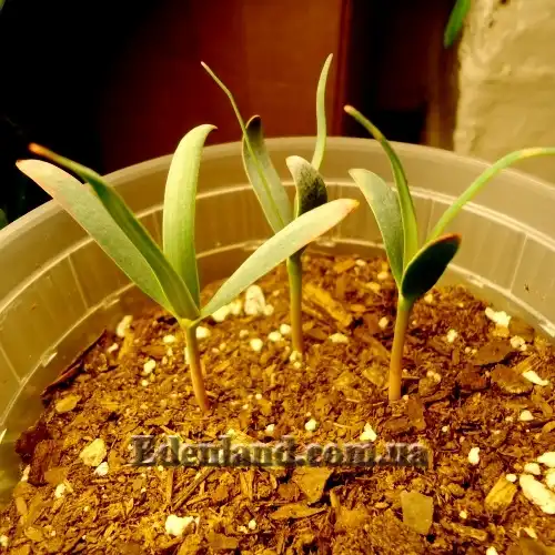 Изображение всходы