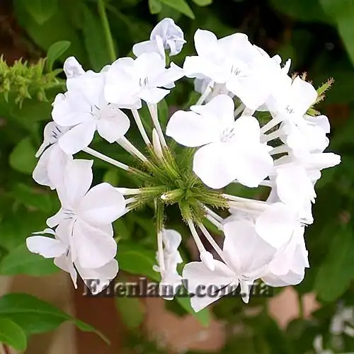 Изображение Плюмбаго ушковидное (белое) - Plumbago auriculata (alba)