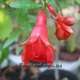 Изображение Гранат обыкновенный карликовый Карфаген - Punica granatum nana