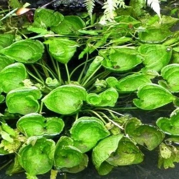 Зображення Оттелія частухоподібна - Ottelia alismoides 