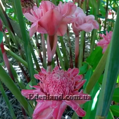 Изображение Этлингера возвышенная (Розовый факел) - Etlingera elatior (Pink Torch)