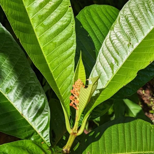 Зображення Ісертія Хенке - Isertia haenkeana 