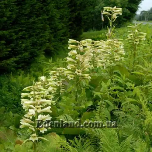 Изображение Кардиокринум сердцевидный - Cardiocrinum cordatum