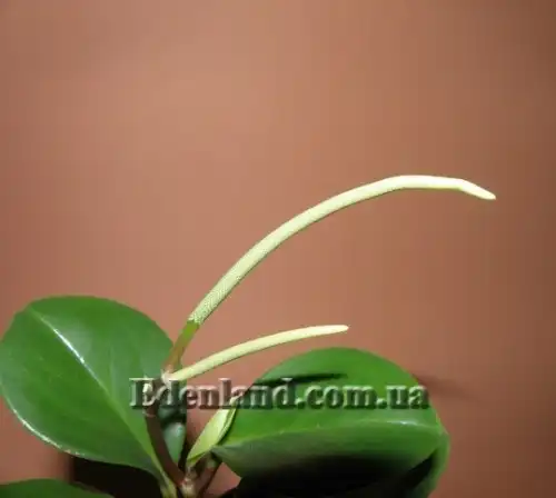 Изображение Пеперомия туполистная - Peperomia obtusifolia