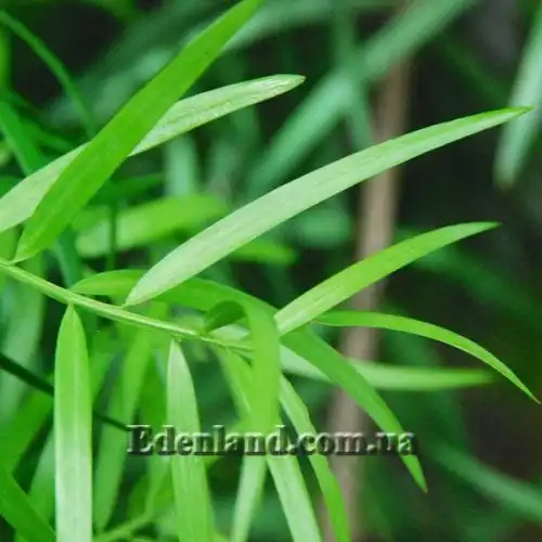 Изображение Афрокарпус серповидный - Afrocarpus falcatus