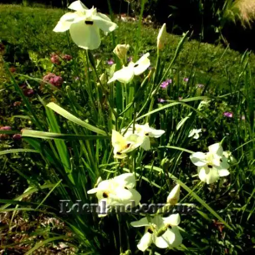 Зображення квітучі кущі