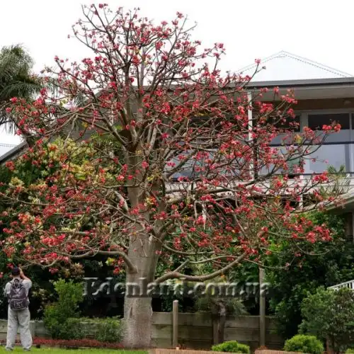 Изображение Брахихитон разноцветный - Brachychiton discolor