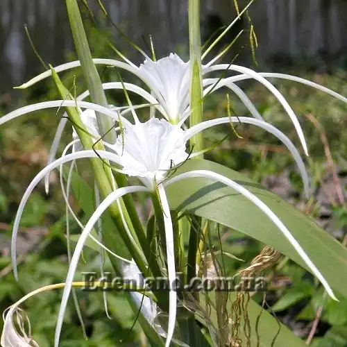 Изображение Панкрациум прекрасный (детка) - Pancratium speciosum