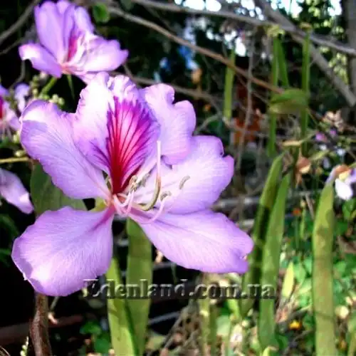 Изображение Баухиния пестрая - Bauhinia variegata