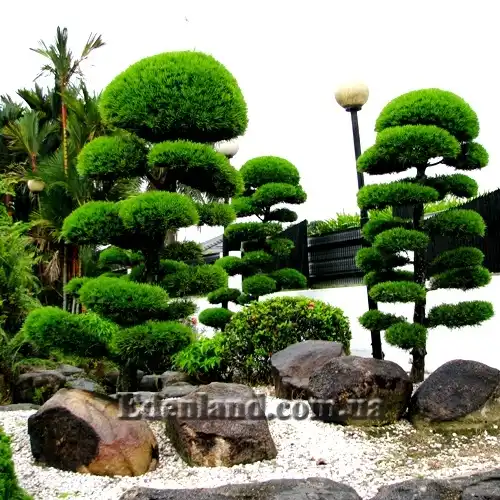 Изображение Подокарпус - Podocarpus