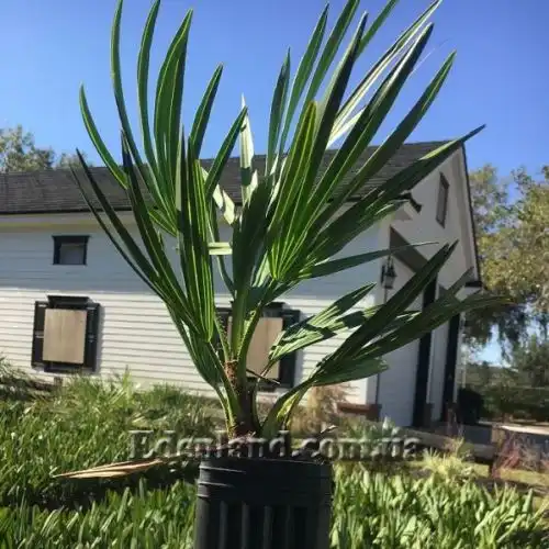 Зображення Сереноа повзуча - Serenoa repens