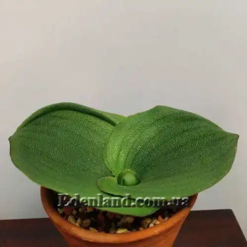 Изображение Массония щетинистая - Massonia echinata