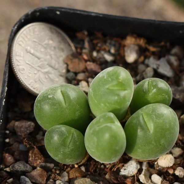 Зображення Гіббеум горіховидний - Gibbaeum nuciforme