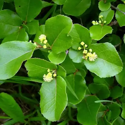 Изображение цветущий куст