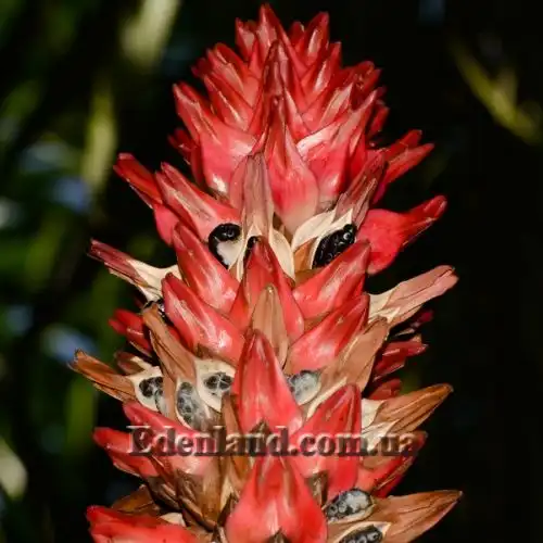 Изображение Гелления прекрасная - Hellenia speciosa