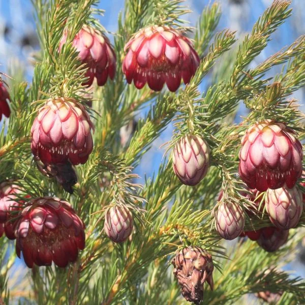 Изображение Протея карликовая  - Protea nana 