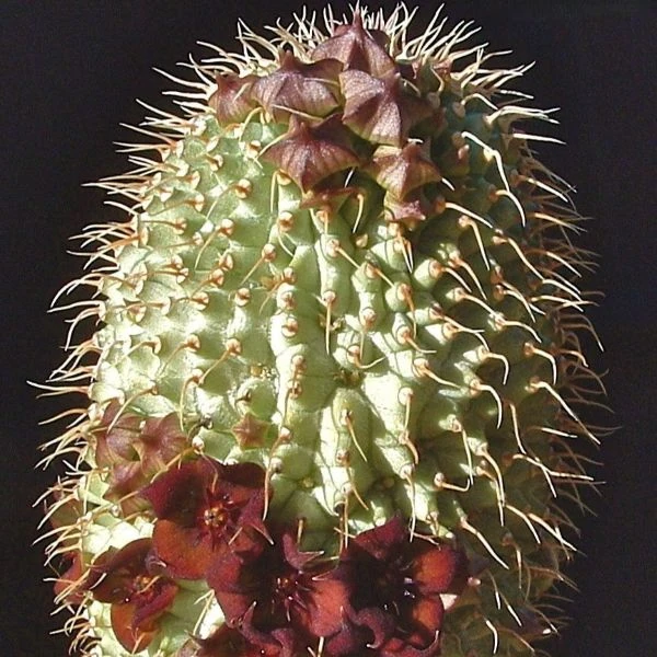 Зображення Худія волосконосна - Hoodia pilifera 