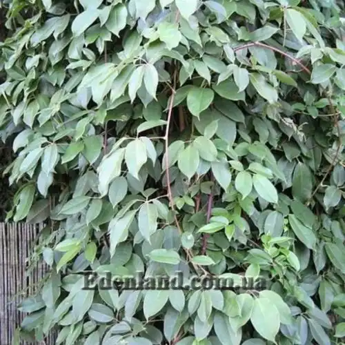 Изображение Хольбелия широколистная - Holboellia latifolia