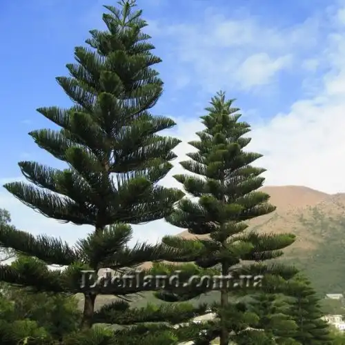Изображение Араукария разнолистная - Araucaria heterophylla
