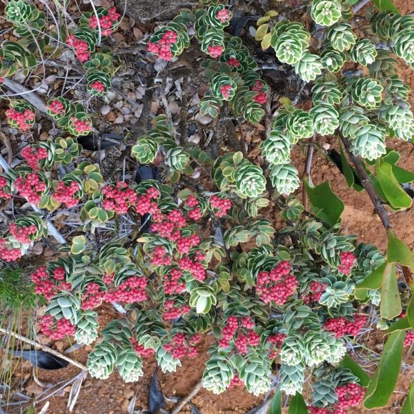 Изображение Циатопсис беловатый - Cyathopsis albicans 