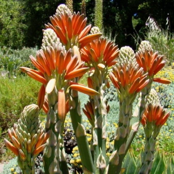 Зображення квіти