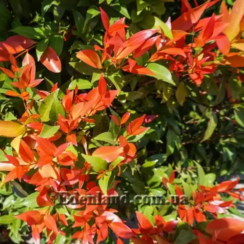 Изображение Евгения миртолистная - Eugenia myrtifolia