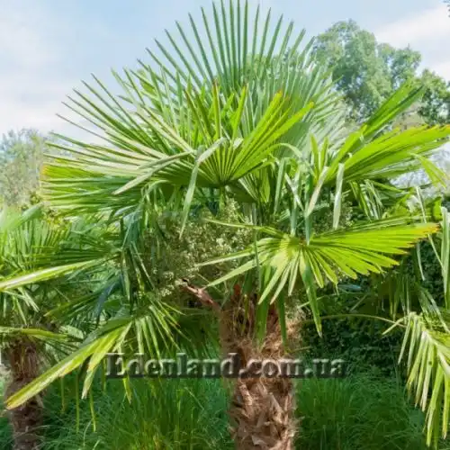 Изображение Трахикарпус Форчуна - Trachycarpus fortunei